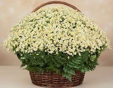 Цветочная композиция из Ромашки в корзине #REPLACE_PRED# Аргуне
