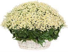 Цветочная композиция из Ромашки в корзине #REPLACE_PRED# Аргуне